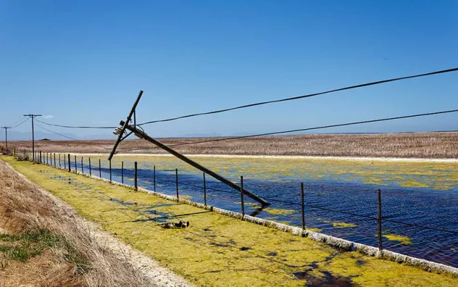 utility pole in swamp