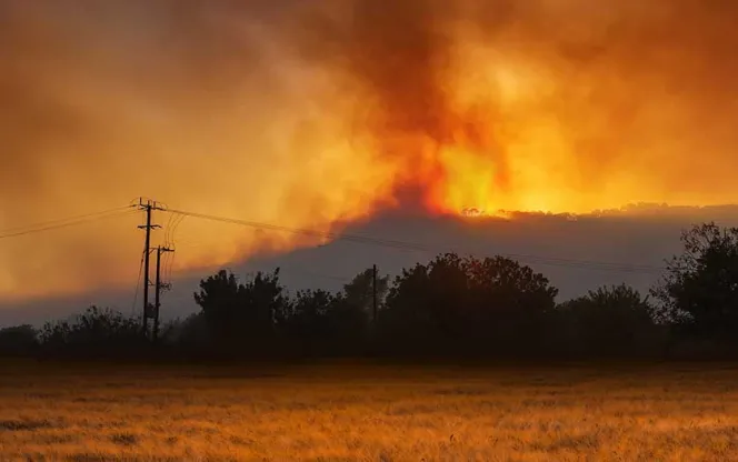 Wild fire in woods